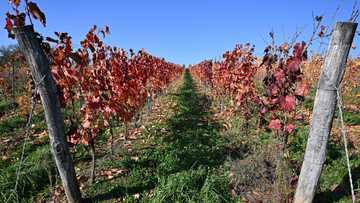 Hungary winemakers fear disease may 'wipe out' industry