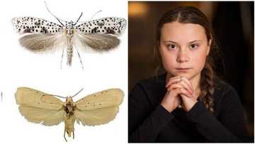 These are the new species that were discovered by scientists in 2019, beetle was named after a power teenager (photo)