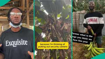 Farmer cries out as people keep stealing plantains after he fenced his farmland