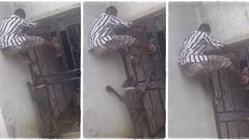 "It won't bite you": Man runs, climbs iron bars to escape as dangerous dogs want to attack him