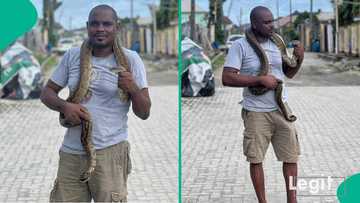 Snake expert Dr Mark Ofua mentions 4 important signs that snakes might be in your room or house