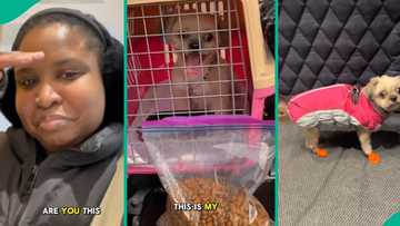 Lady shares how her dog travelled to Canada on its own, video trends