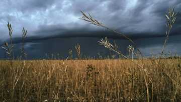 Seeds of change for Dijon mustard amid shortage