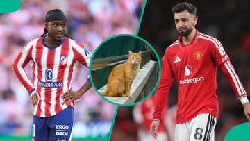 UEFA Champions League: Mysterious cat predicts Atletico Madrid vs Manchester United