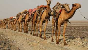 Rundunar 'yan sanda ta yi magana kan wasu mutane masu raƙuma da suka ɓulla a Kano