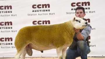 Hotunan Tinkiya mafi tsada da aka taba siyarwa a duniya, an siyeta a N190m