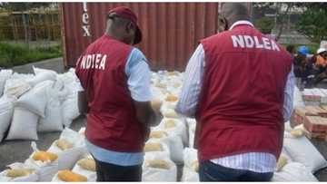 NDLEA arrests 21 Boko Haram drug suppliers in Jalingo, recovers banned substances