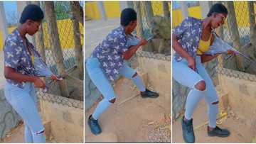 "Imagine if it's a lion": Lady battles to free herself as monkey grabs her shirt, video goes viral