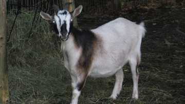 Bidiyo: Wata matsafiya ta rikide ta zama akuya bayan an takurata ta dauki kudin da ta ajiye da gangan don yara su dauka