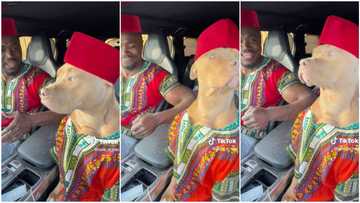 Man dresses up his dog, puts it in front seat of car, they jam to song like friends in funny video