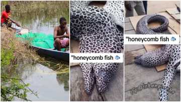 Lucky fisherman catches big honeycomb fish worth thousands of naira, video emerges as he disappoints people