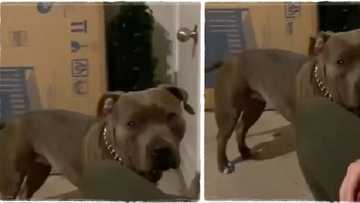 A dog crying? People react as lovely pet is seen in video being emotional after rescue from road accident