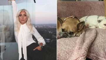 Lady Gaga’s dog thieves arrested: 5 caught and linked to the crime