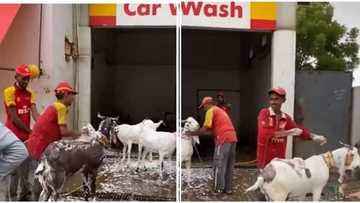 Petrol attendants take giant live goats to car wash, bath them like humans, video throws people into confusion