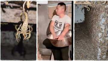 Sun fi komai kudi a duiya: Kowa da kiwon da ya karbe shi, wani mutum na kiwon kunamai