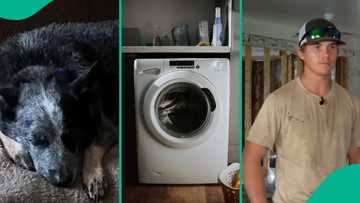 Texas flood: Lucky dog escapes death by hiding inside washing machine after Guadalupe River overflow