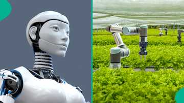 Scientists discover ways to give robots new abilities through plants, explain things they used