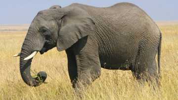 Abun mamaki: Yadda Giwa ta halaka wata mata, ta bi ta wurin jana'izarta ta tattake gawar