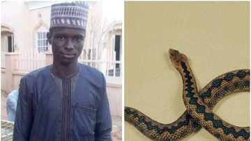 Kullu Nafsin Za'ikatul Maut: Maciji ya hallaka wani dalibi a jami'ar jihar Bauchi