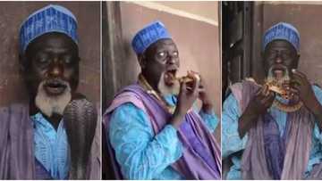 71-year-old Nigerian man wows social media as he tells snakes to dance, puts them in his mouth in scary performance (video)