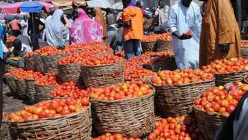 Manoman tumatur sun nemi wata alfarma daga wurin Shugaba Buhari