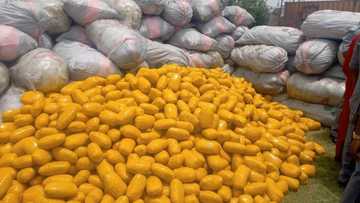 Ba Za Mu Lamunci Halasta Shan Tabar Wiwi Ba a Nigeria, NDLEA