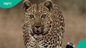 Panic as leopard bursts into store in India, attacks people, video trends