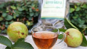 Top 16 Benefits of Guava Leaf Tea!