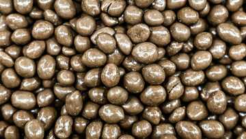 NGO links major chocolate brands to Liberia deforestation