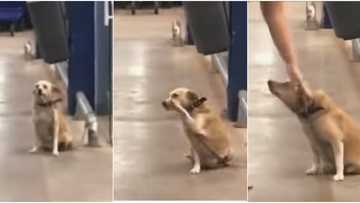 Dog greets people at the supermarket, heartwarming video causes mixed reactions as it goes viral