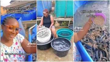 “On my way to become billionaire”: Nigerian lady shows off her fish farm in trending video, many want to learn