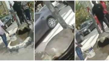 Mysterious: Giant Sea Turtle Spotted on Lagos Street in Emerging Video
