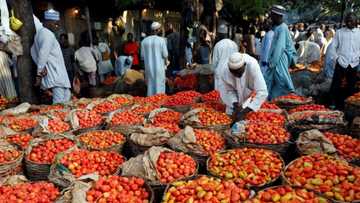 Kungiyar Ibo ta maidawa ‘Yan Arewa martani; "Za mu fara noma abincin da ku ke takama da shi"