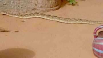 An gano wani gari a arewacin Najeriya da macizai ke kaiwa sarki gaisuwa