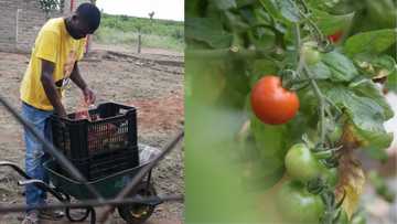 People commend young man for walking 15km to sell his veggies