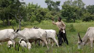 5 practical steps to end Fulani herdsmen crisis in Nigeria