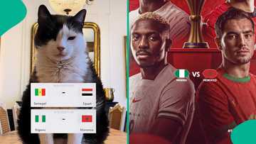 AFCON 2025: Cat who predicted other games 'gives' result of Nigeria vs Morocco semi-final match