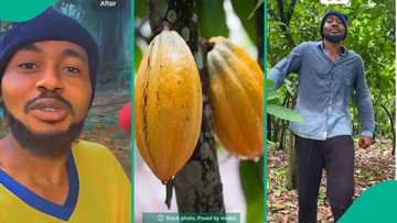 Cocoa farmer rejoices as he inherits large cocoa plantation from his late father