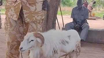 Ba Sani Ba Sabo: Rago Zai Yi Zaman Gidan Kaso Na Shekara 3 Kan Laifin Tunkurin Wata Mata Da Miƙa Ta Barzahu