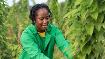 Farmers in Nigeria to be removed from new employment data as World Bank report on unemployment rate