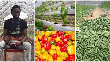 Hotunan amfanin gona da Dan Najeriya ke shukawa a iska sun bada matukar mamaki