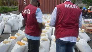 What is NDLEA in Nigeria? Top facts to know