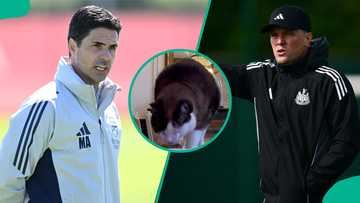 Arsenal vs Newcastle: Mysterious cat predicts crucial Premier League match