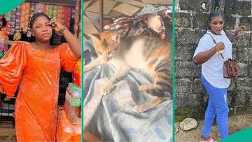 Nigerian lady displays what female cat brought into her shop, video shows 'battle' between them
