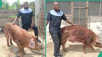 Pig farming in Nigeria: Reverend father who is a farmer shares video of big pig he wants to sell