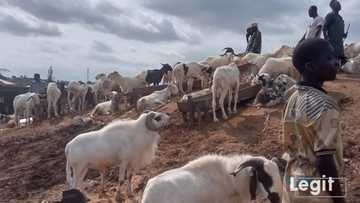 Eid-el-Kabir: Prices of rams skyrockets to N450K across markets amid Muslim Sallah celebrations