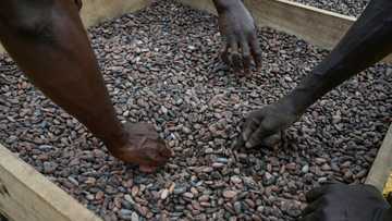 Chocolate prices high before Christmas despite cocoa fall