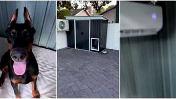 "N550k self-con in Abuja": Video shows interior of dog's house with AC, Nigerians drag the pet's owner