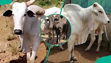 The breeds of cattle in Nigeria and how to choose cows for milk or meat