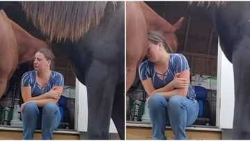 Amazing video shows wise horse comforting its owner who is going through divorce